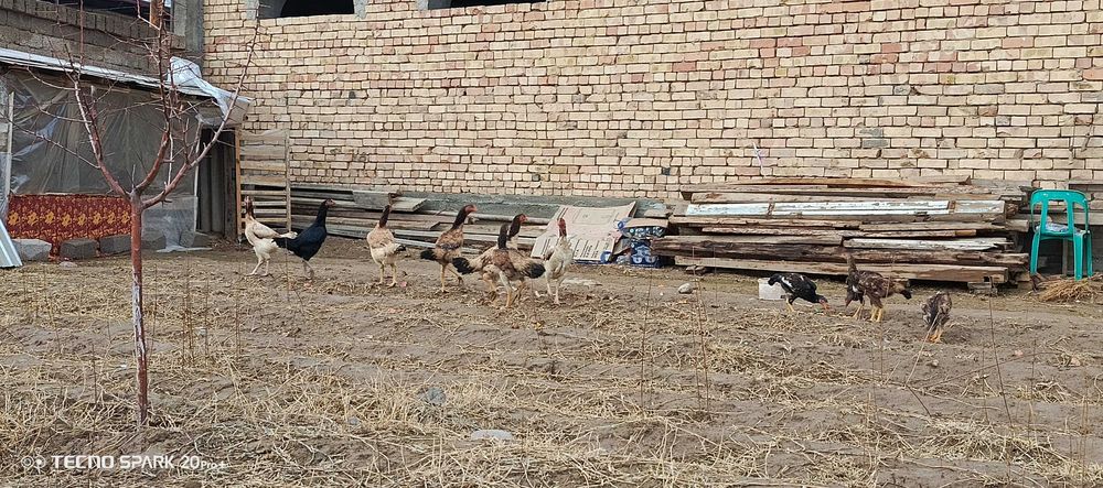 Дакан товукла сотилади