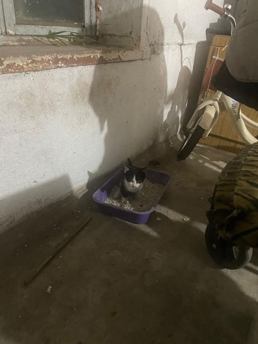 Отдам котят в хорошие руки