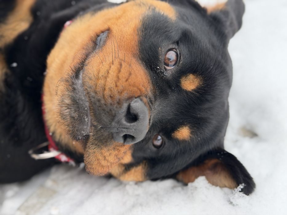 Ротвейлер сука 8 месяцев