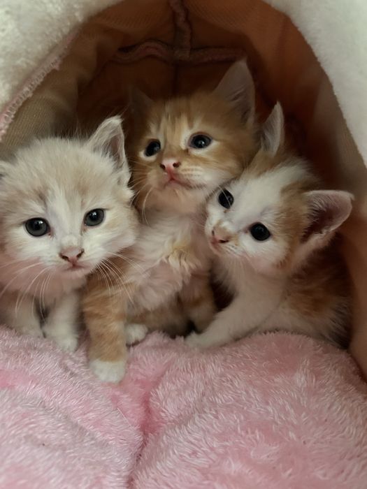 Отдам котят в добрые руки!!
