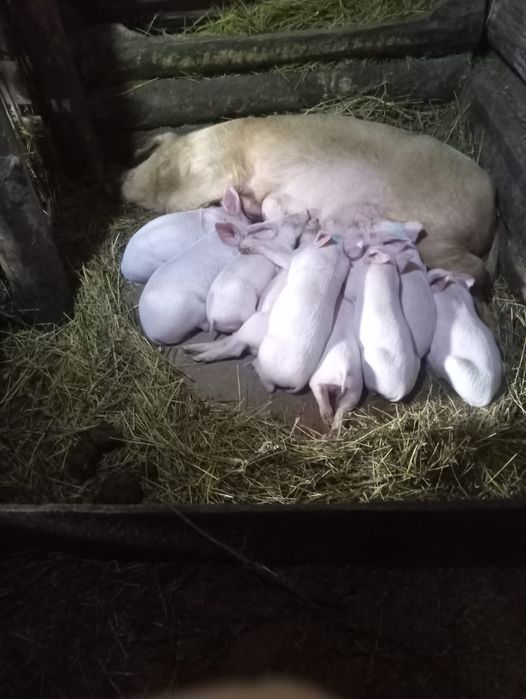 Продам поросят 1 месяц