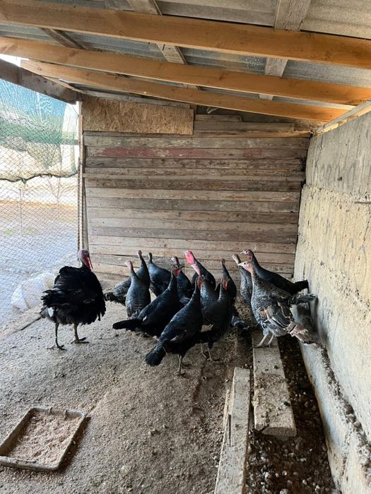 Индюки пародистые