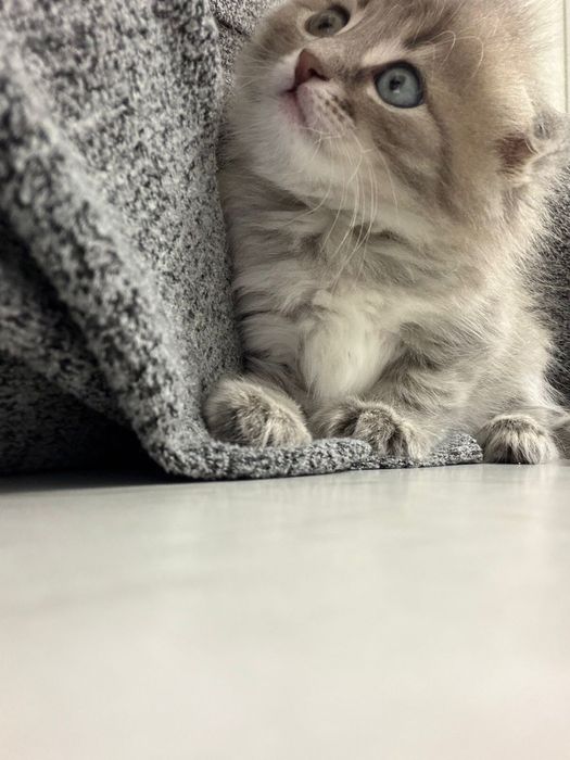 Шотландец , шотландский котенок