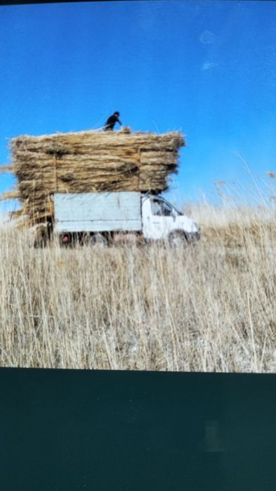 Камыс сатылады ы