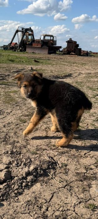 Немецкая овчарка