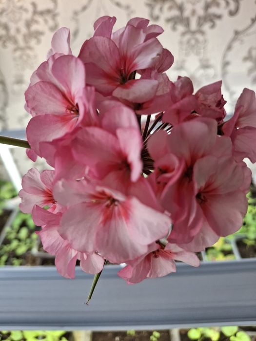 Продам герань.Продам