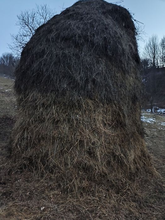 Fân de vânzare calitate.