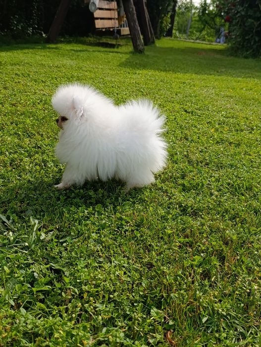 Pomeranian mascul mini toy