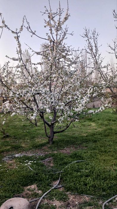 участка сотилади зангиота райони солнечный  сотиги 19000 минг дан