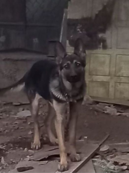 Собака  европейская овчарка