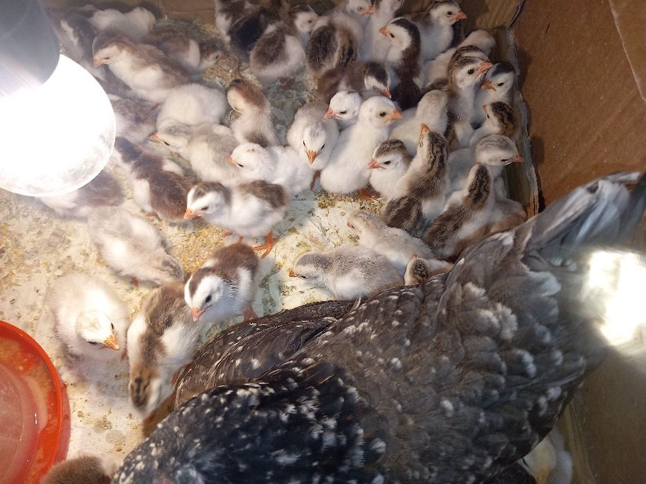 Pui de găină moțați, marans și  bibilici colorate