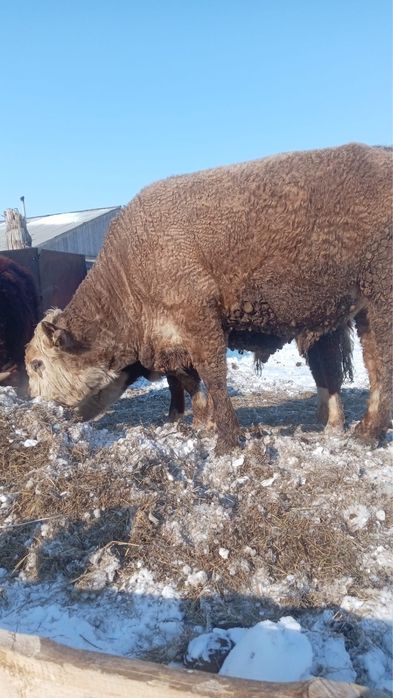 Продам    быков.   8    голов