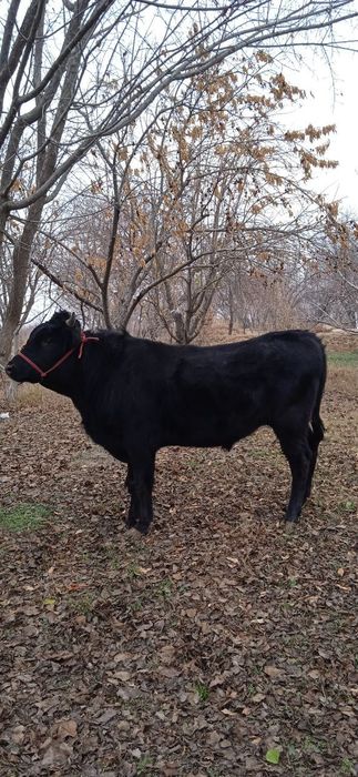 Buqa sotiladi soģlom yeyishi zòr