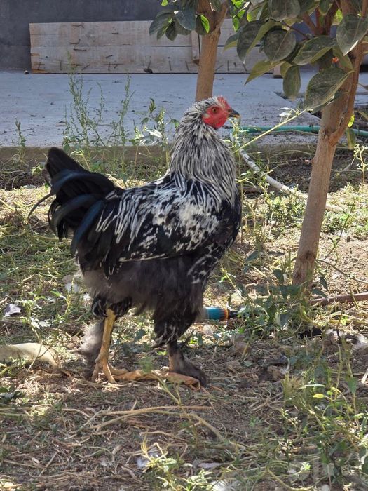 Brama tovuq va xorozlari 6-7 oylik sotiladi