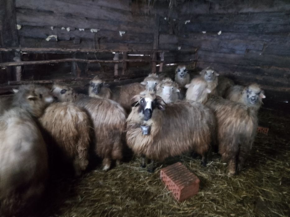 Oi de vânzare  cu miei
