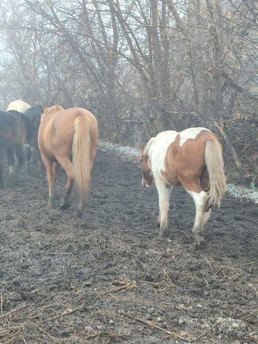 Сатылым, Продантся