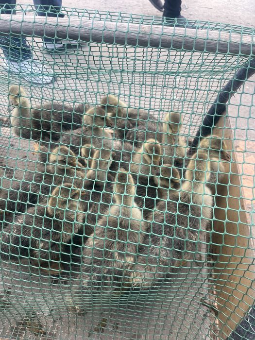 Гусята(қаздың балапаны)