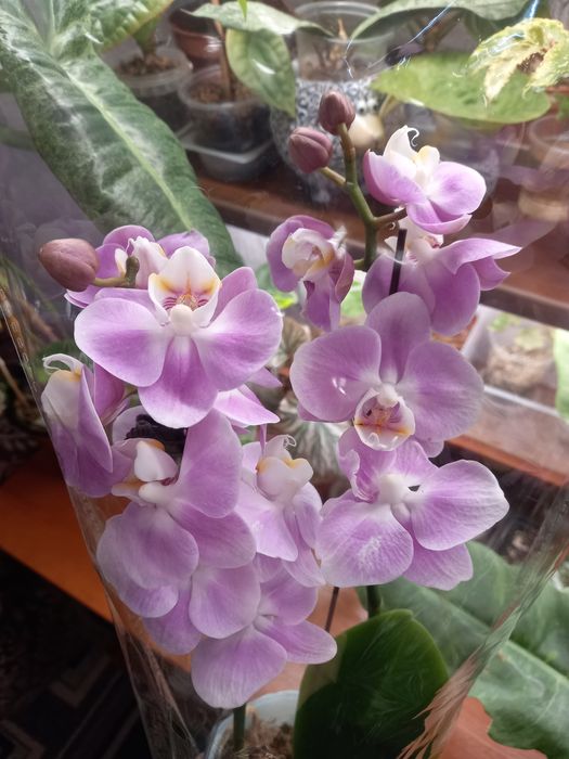 Орхидея фаленопсис, орхидеи, растения, цветы