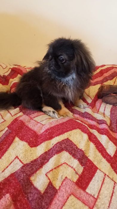 Щенки пекинес на продажу