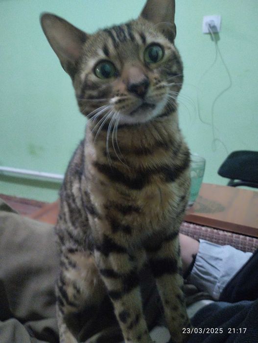 Bellan mushugi juda aqlli mushuk