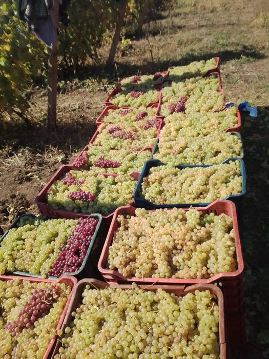 Vând struguri de vin avem următoarele soiuri; Feteasca regala, aligote, Reasling, Muscat ottonel, Muscat Hamburg, Merlot, struguri sunt aduse in lădiț