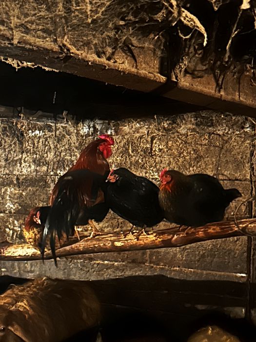 Домашний несушка тауыктары