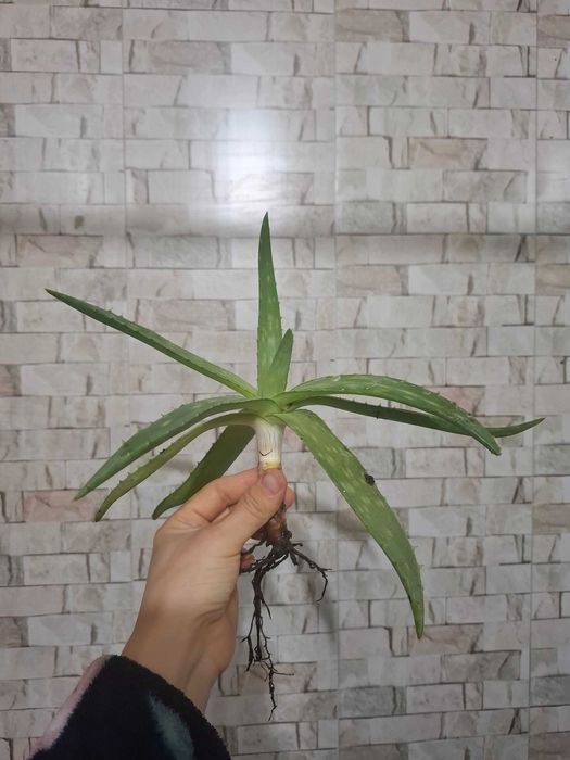 Продам ростки алоэ вера