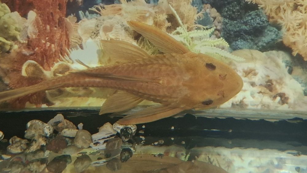 Аквариум ва Балаклари сотилади