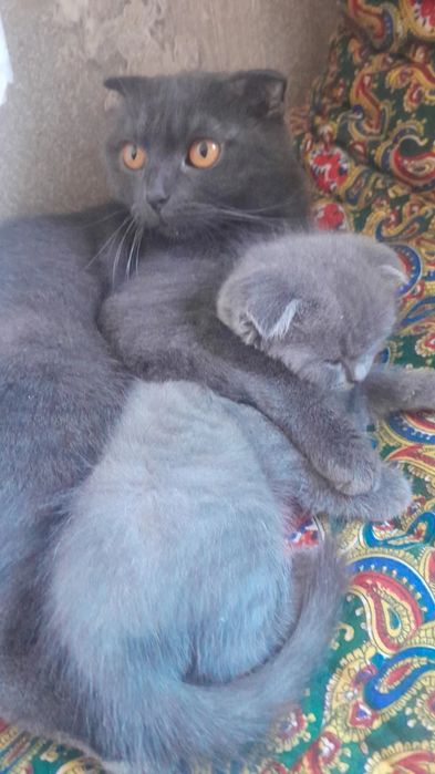 Выслоухий  мушукчалар сотилади  тока к,он  нархи 100$ Яна келишамиз