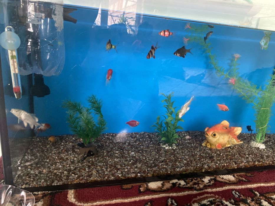 Akvarium baliqlar sotiladi