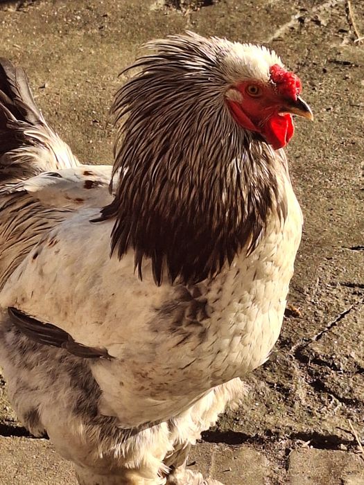 Cocoși Brahma  tineri