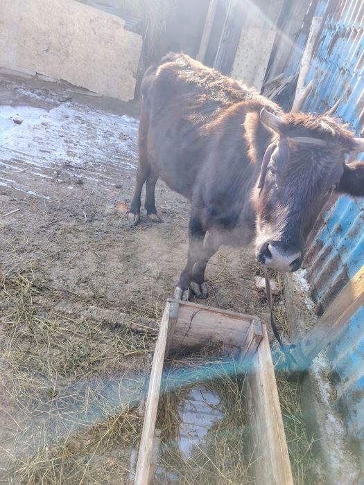 Продам карова сроч