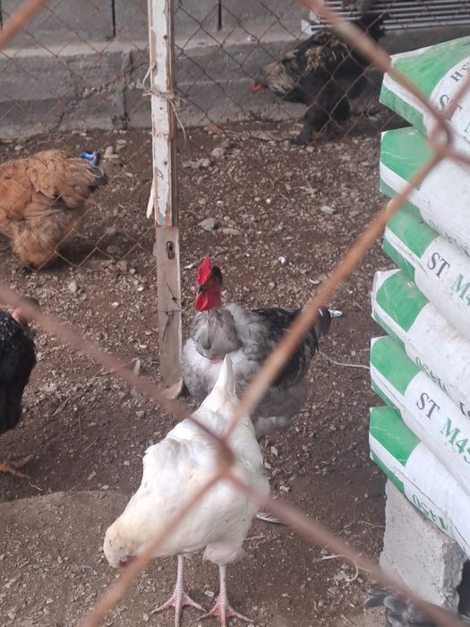 Продам молодые петухов.