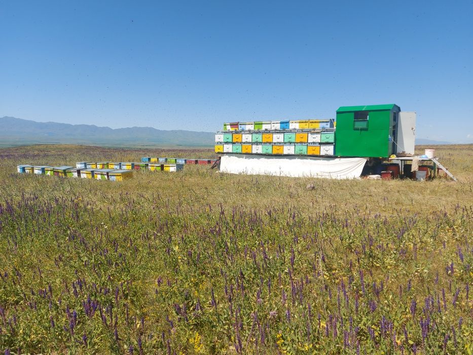 Продам пчелоприцеп