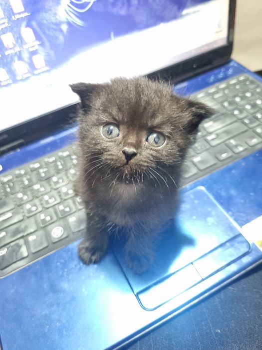 Бронь. 29.01. Продаём породистых скотиши котят.
перевод
Торг уместен.