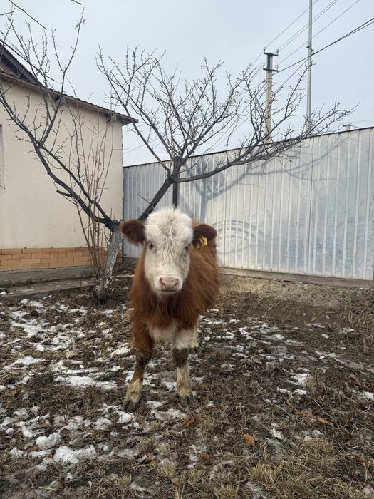 Еркек баспақ сатылады