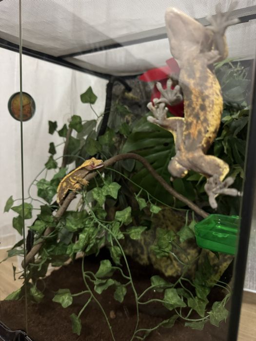 De vânzare gecko crestat + terariu Exo Terra