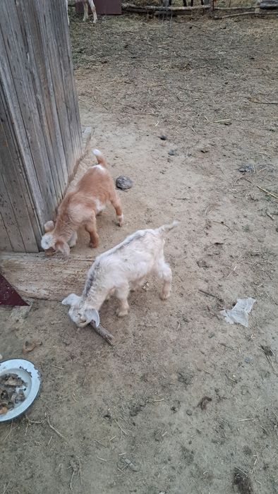 Сүтті тұқымды Ешкі лақтарымен сатамын