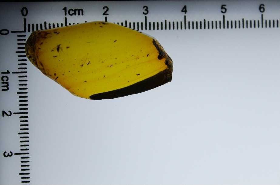 Chihlimbăr cu insecte 99 milioane de ani