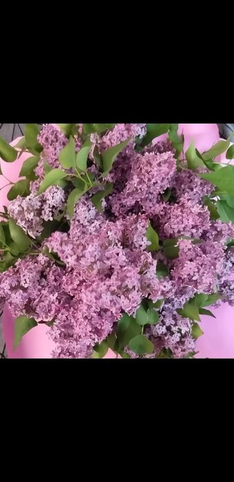 Букеты сирени от 5000тг