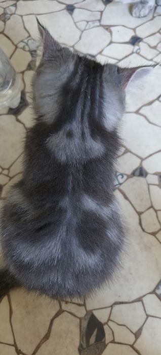 Породистый котёнок, прямоухий шотландец