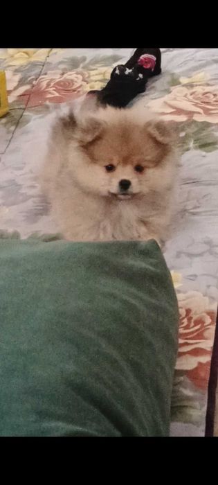 Памеранский шпиц