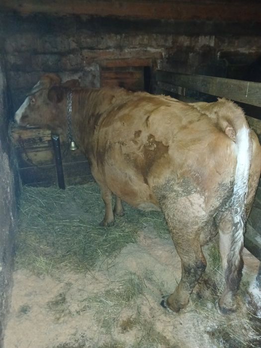 Vând vaca pentru abator