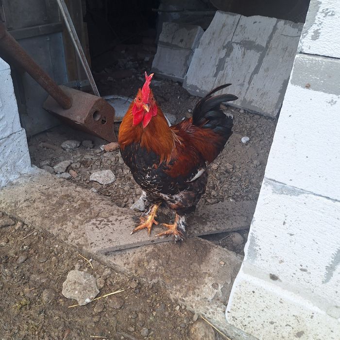 Vând cocoși si găini au 9 luni.