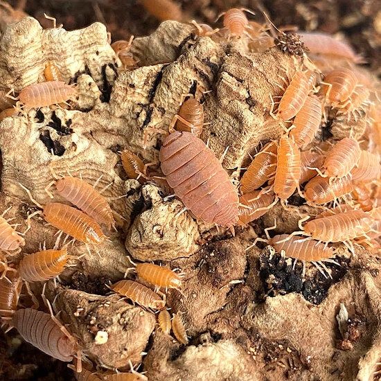 Izopozi/ izopode
