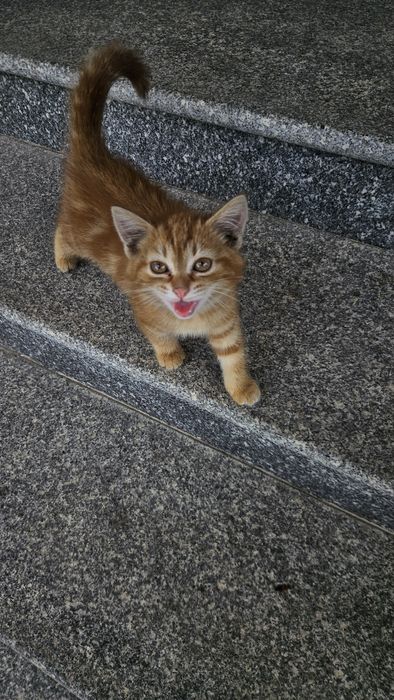 Котёнок ищет дом