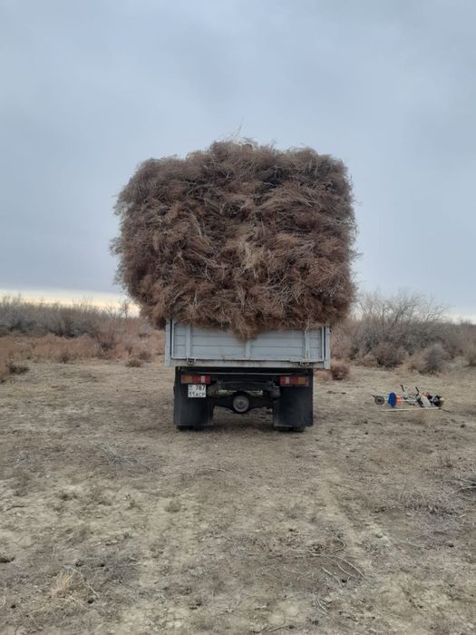 Қып қызыл жантақ бар