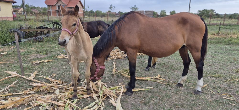 Vand iapa cu mânză