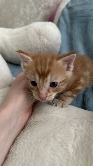 Маленький котенок ищет дом