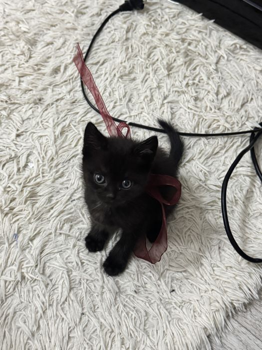 отдаем кошечку бесплатно